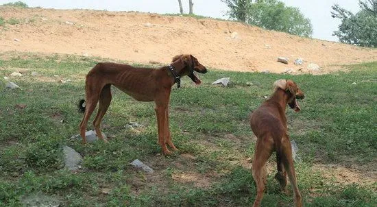 细犬怎么养 中国细犬饲养方法 | 宠物病虫害防治