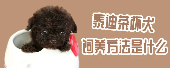 泰迪茶杯犬饲养方法是什么 | 宠物病虫害防治