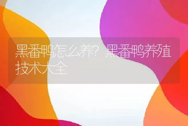 黑番鸭怎么养？黑番鸭养殖技术大全 | 家禽养殖