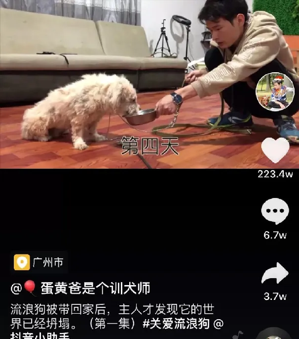 训犬师抖音获赞200万+,被虐待毒打的流浪狗求生意识也很强 | 宠物新闻资讯