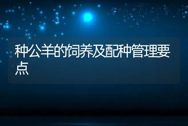 种公羊的饲养及配种管理要点 | 家畜养殖