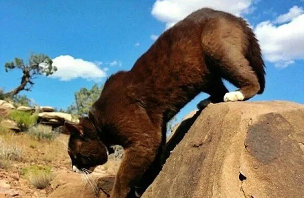 美国“冒险猫”布玛跋山涉水走遍美国著名景点【组图】 | 宠物新闻资讯