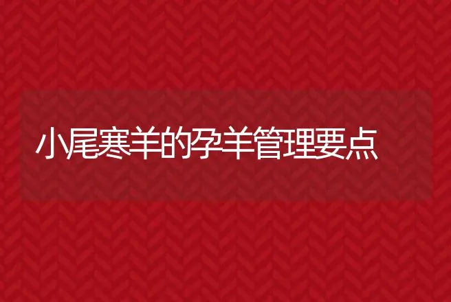 小尾寒羊的孕羊管理要点 | 动物养殖