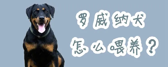 罗威纳犬怎么喂养 | 宠物病虫害防治