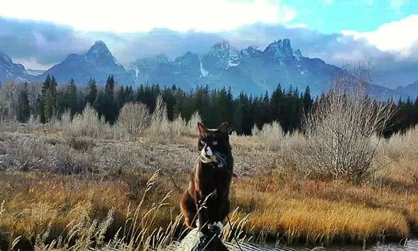 美国“冒险猫”布玛跋山涉水走遍美国著名景点【组图】 | 宠物新闻资讯