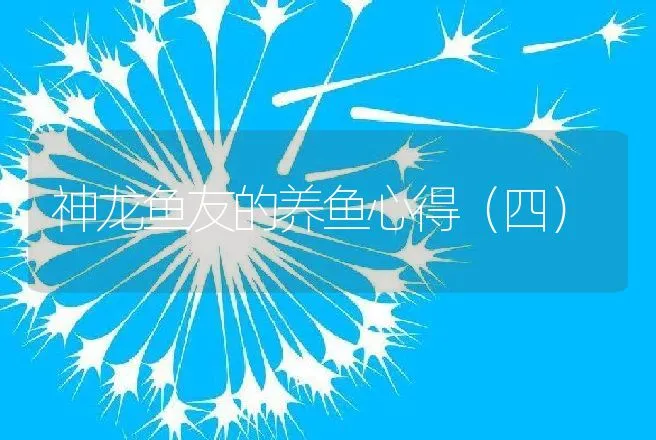 神龙鱼友的养鱼心得（四） | 动物养殖