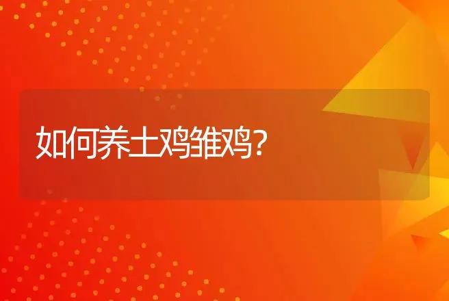 如何养土鸡雏鸡？ | 家禽养殖