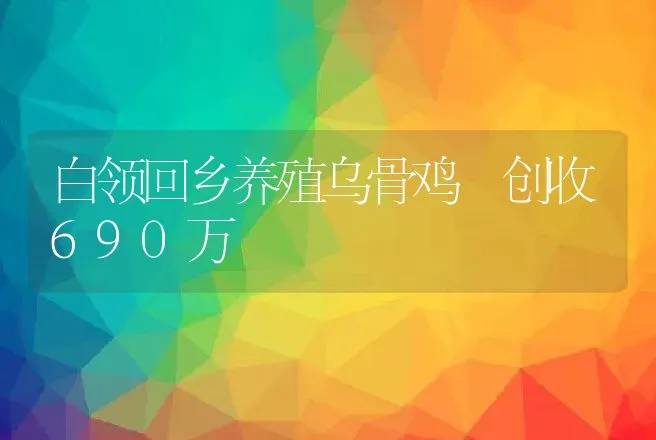 白领回乡养殖乌骨鸡 创收690万 | 养殖致富