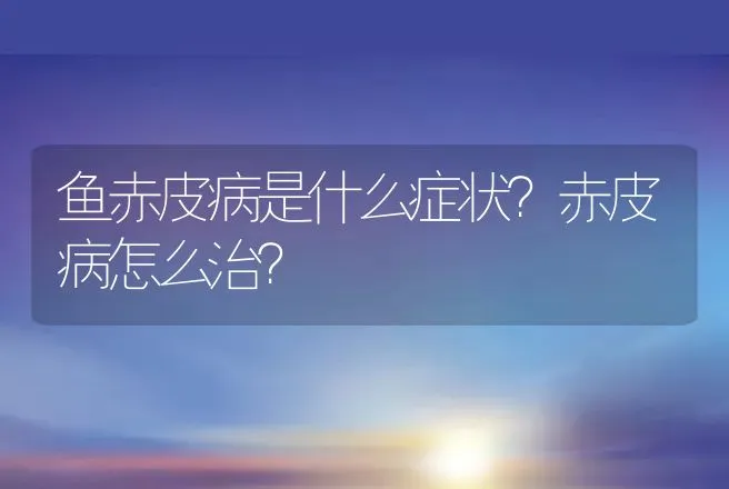 鱼赤皮病是什么症状？赤皮病怎么治？ | 兽医知识大全