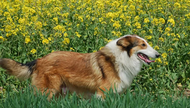 影响苏格兰牧羊犬训练的重要因素 | 宠物狗训练技巧