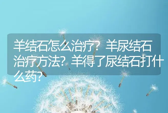 羊结石怎么治疗？羊尿结石治疗方法？羊得了尿结石打什么药？ | 兽医知识大全