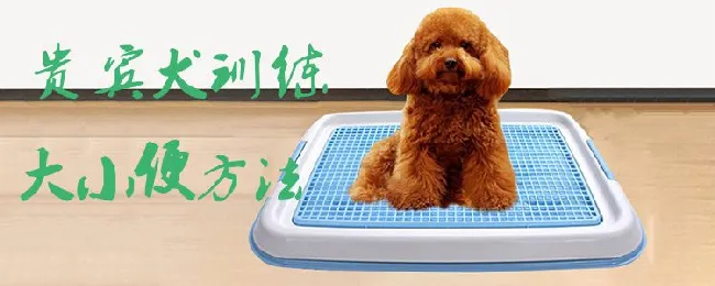 贵宾犬训练大小便方法 | 宠物训练技巧