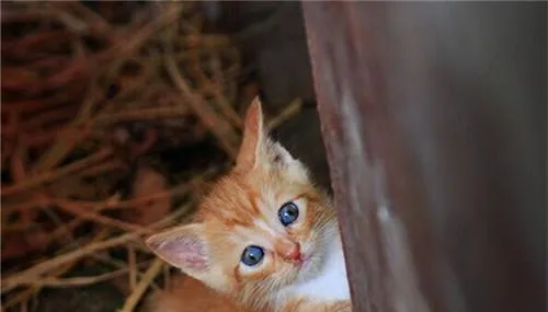 如何饲养流浪猫咪 | 宠物喂养知识