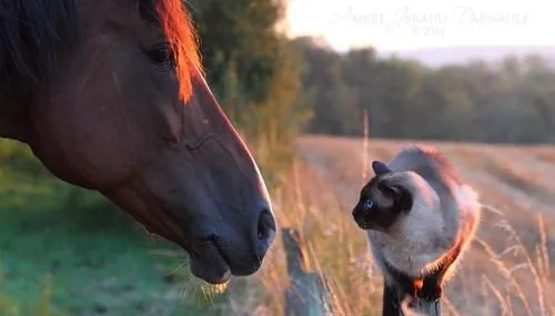 蓝眼睛的猫咪真的都是聋子吗 | 宠物百科知识