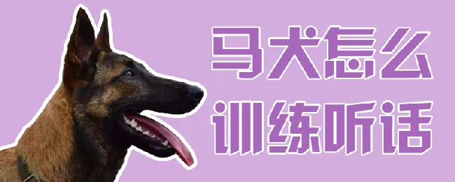 马犬怎么训练听话 | 宠物训练技巧