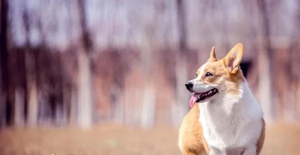 【柯基犬图片】柯基犬呆萌的图片 | 宠物狗图片