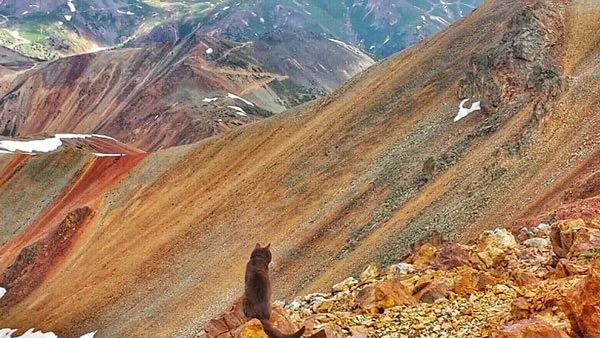 美国“冒险猫”布玛跋山涉水走遍美国著名景点【组图】 | 宠物新闻资讯