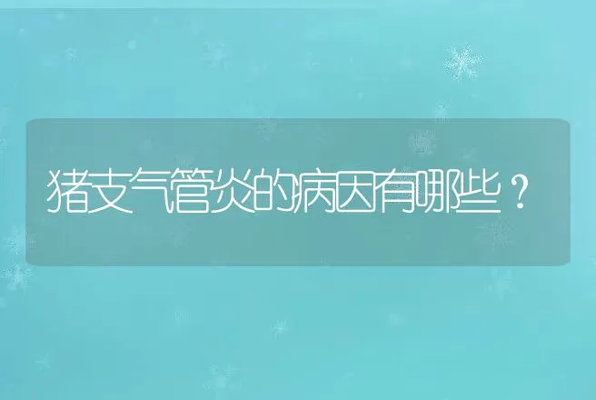 猪支气管炎的病因有哪些？ | 兽医知识大全