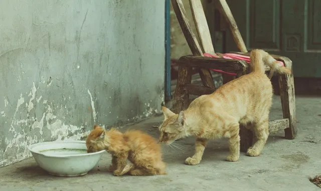 这么多流浪猫，最后一张图片触动了我的心！ | 宠物猫图片