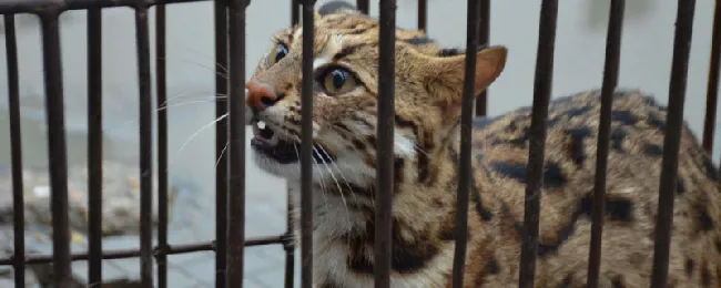 豹猫不吃猫粮怎么办，豹猫挑食的解决方法 | 养宠入门知识