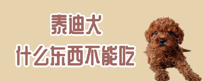 泰迪犬什么东西不能吃 | 宠物病虫害防治