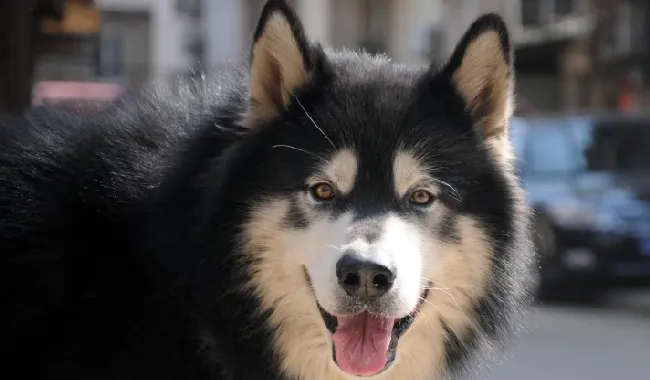 阿拉斯加雪橇犬的喂养与食物禁忌 | 宠物狗饲养