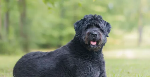 法兰德斯畜牧犬的形态特征 体大且强健有力 | 养宠入门知识