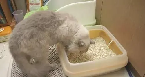 猫咪异常排尿病因分析统计！ | 宠物猫病虫害防治