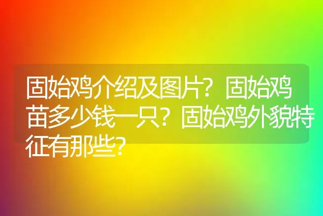 固始鸡介绍及图片?固始鸡苗多少钱一只？固始鸡外貌特征有那些？ | 家禽养殖