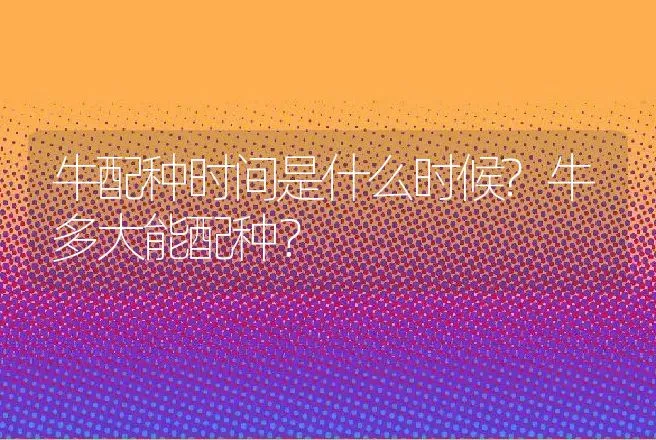 牛配种时间是什么时候?牛多大能配种？ | 家畜养殖