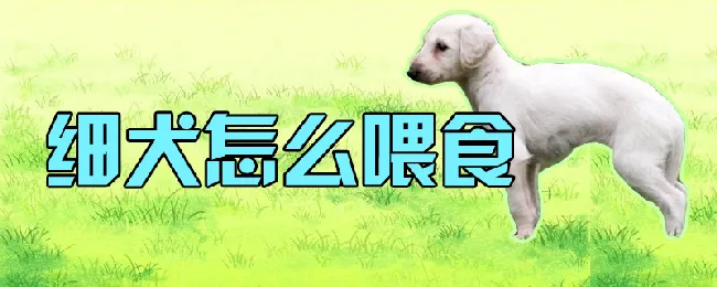 细犬怎么喂食 | 宠物病虫害防治