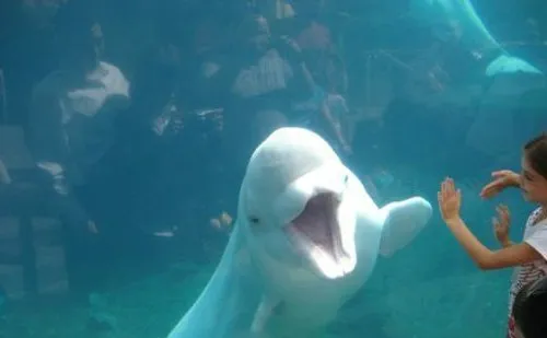 好奇鲸宝宝萌萌哒的瞬间 | 水族宠物图片