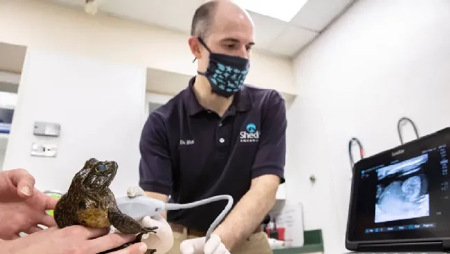 水族馆给11岁的“瞎眼”牛蛙做体检，兽医：“想吃啥就吃点啥吧，还能 | 宠物百科知识