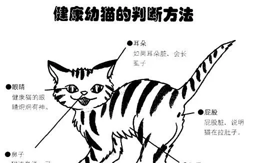 让你与爱猫零距离接触 | 宠物喂养知识