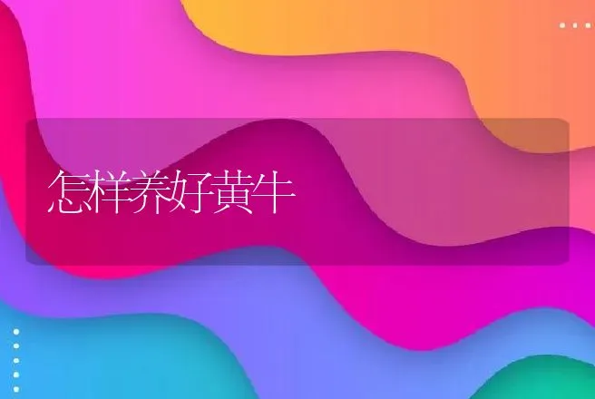 怎样养好黄牛 | 动物养殖