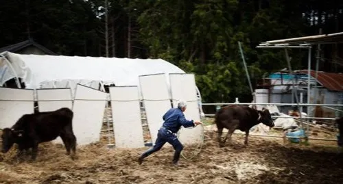 日本辐射后不愿离去的人 | 宠物新闻资讯