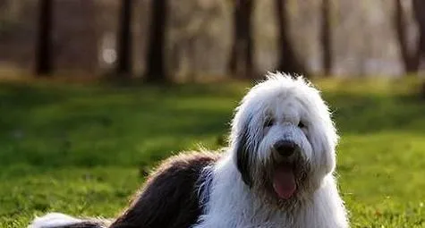 古牧犬为什么没什么人饲养?古牧犬饲养注意事项! | 宠物狗饲养