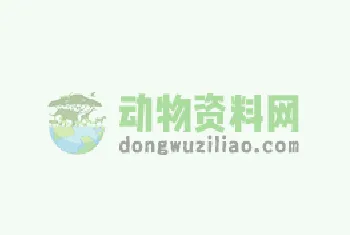 清理折耳猫脱落的毛发方法 | 宠物喂养知识