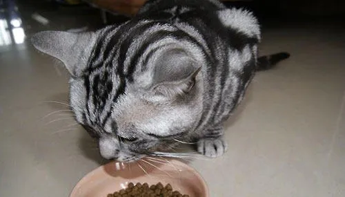 猫咪靠味觉识别有害食物？ | 宠物喂养知识