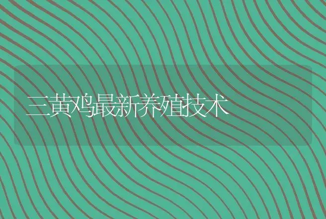 三黄鸡最新养殖技术 | 动物养殖