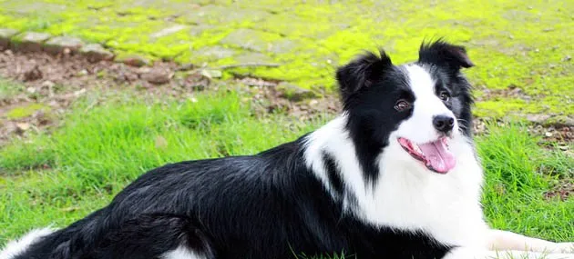 [边境牧羊犬]边境牧羊犬价格|训练|介绍 | 宠物狗选购技巧