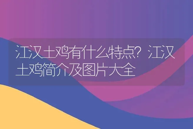 江汉土鸡有什么特点？江汉土鸡简介及图片大全 | 家禽养殖