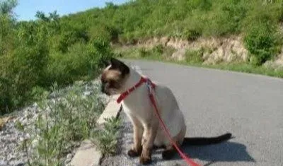 猫咪出门旅行，你真的都准备好了吗？ | 宠物喂养知识