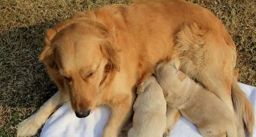 母犬产后应该怎么保健 | 宠物狗病虫害防治