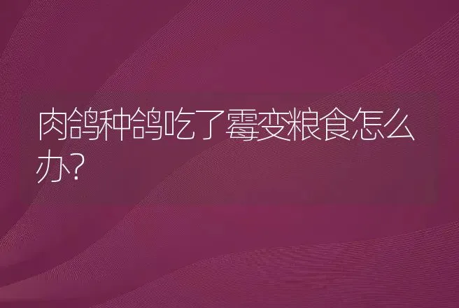 肉鸽种鸽吃了霉变粮食怎么办？ | 家禽养殖