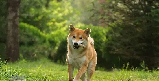 柴犬怎么养 柴犬饲养心得 | 宠物病虫害防治