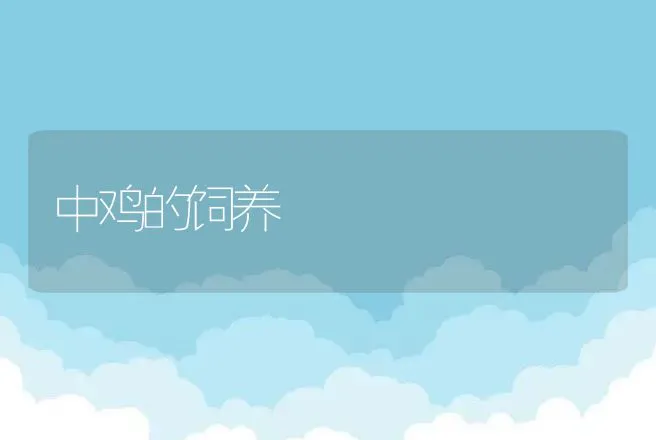 中鸡的饲养 | 动物养殖