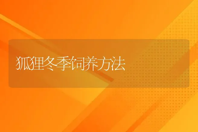 狐狸冬季饲养方法 | 动物养殖