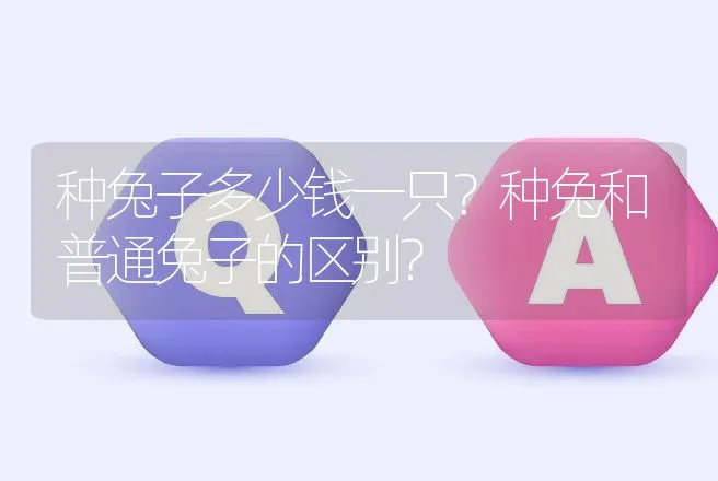 种兔子多少钱一只？种兔和普通兔子的区别? | 动物养殖