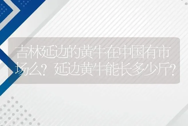 吉林延边的黄牛在中国有市场么?延边黄牛能长多少斤? | 家畜养殖